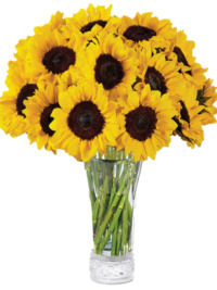 Girasol